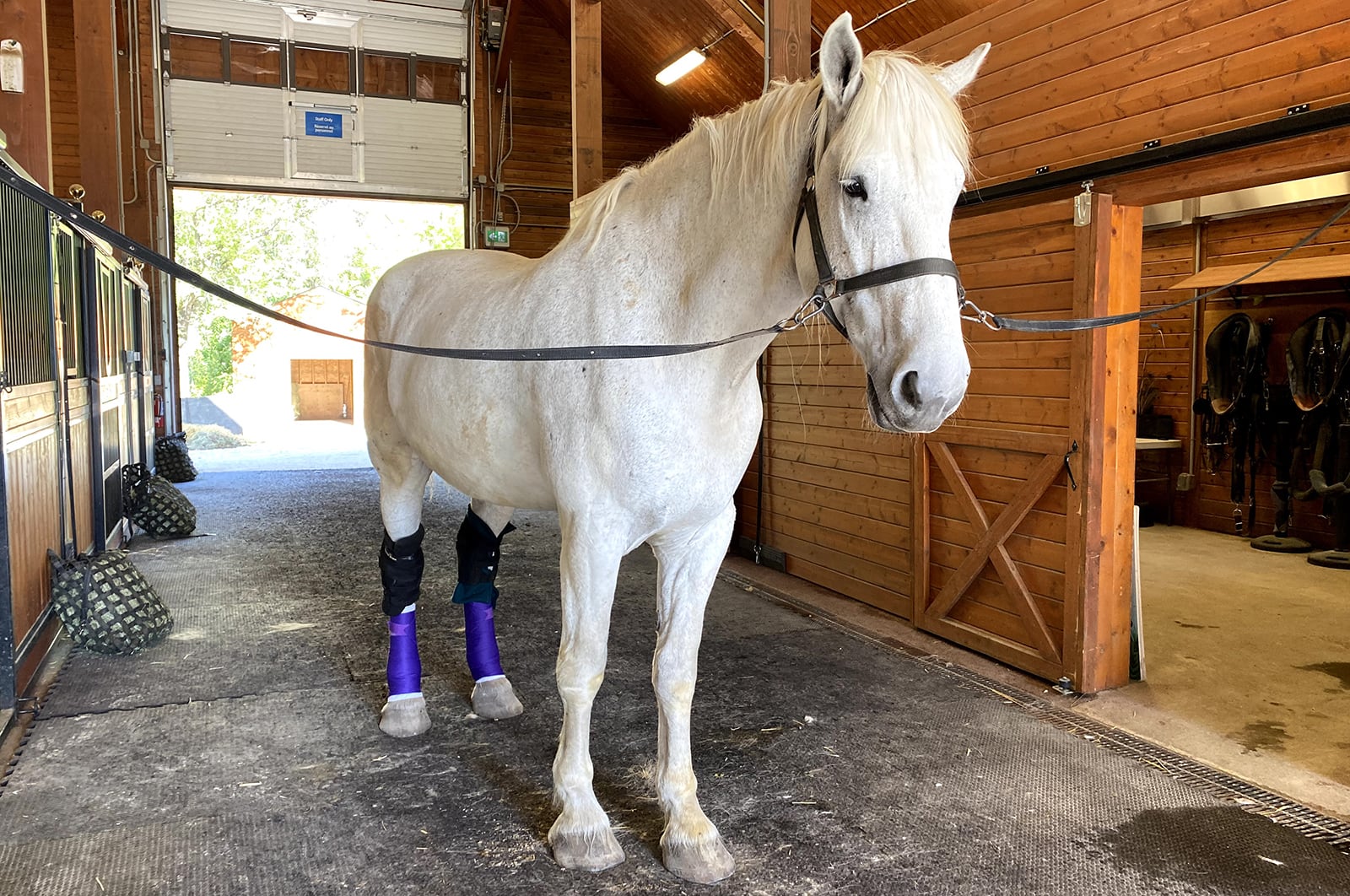 Ice the percheron.jpg (1.44 MB)